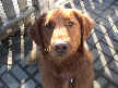 Sadie