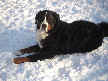 Schooner