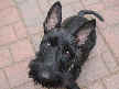 Scotty