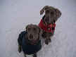 Scout and Liberty