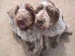 Seamus and Finnegan