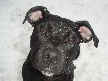 Shiloh
