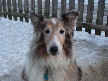 Talisker