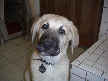 Tanner
