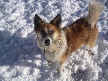 Toby