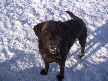Tootsie