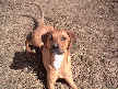 Tucker