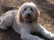 Walter