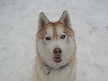 Yukon