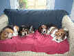 4 Beagles